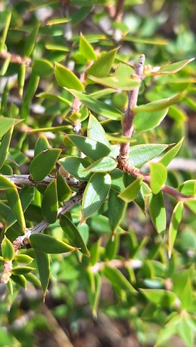 Image of Shiny Ground-Berry (Acrotriche patula) by no rights reserved