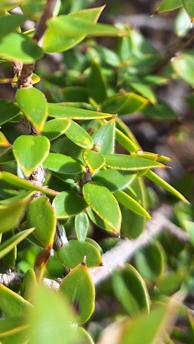 Image of Shiny Ground-Berry (Acrotriche patula) by no rights reserved