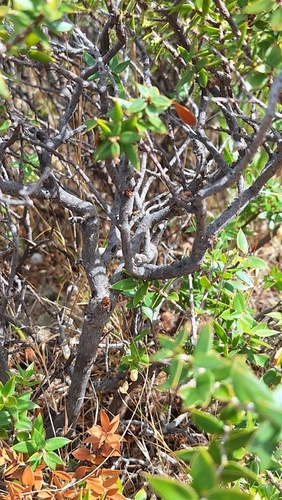 Image of Shiny Ground-Berry (Acrotriche patula) by no rights reserved