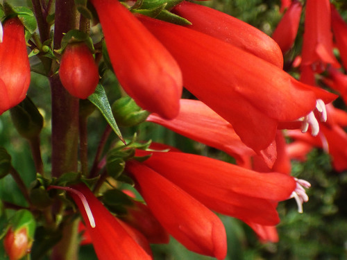 firecracker penstemon