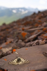 Parnassius patricius