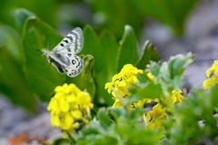 Parnassius delphius