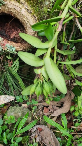 Epidendrum melistagum, photograph 3