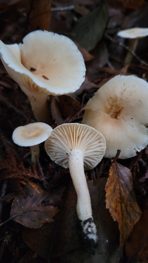 Hygrophorus graveolens