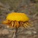 Woolly Pointed Everlasting - Photo (c) Donald Hobern, some rights reserved (CC BY)