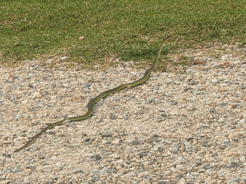 Common Tree Snake sighting
