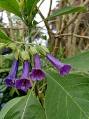 Iochroma cyaneum