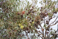 Eucalyptus lehmannii