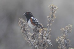 Pipilo maculatus curtatus