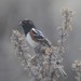 Nevada Spotted Towhee - Photo (c) Sean Cozart, some rights reserved (CC BY-NC), uploaded by Sean Cozart
