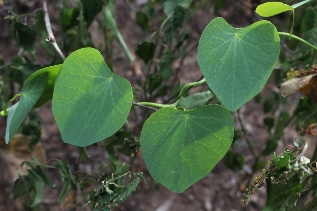 Stephania renifolia from Dundas QLD 4306, Australia on May 31, 2019 at ...