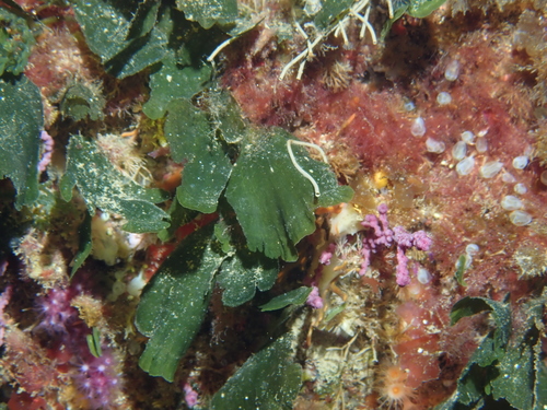 Image of Flabellia petiolata by (c) Julien Renoult, some rights reserved (CC BY)