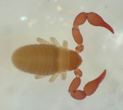 Apatochernes nestoris