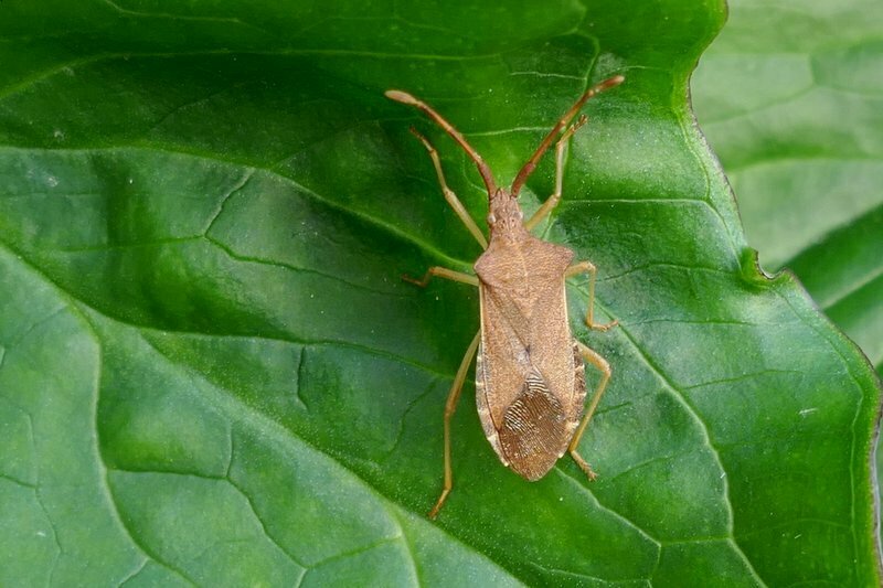 Box Bug from 22100 Lanvallay, France on December 6, 2023 at 03:58 PM by ...