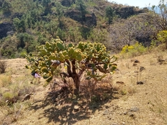 Opuntia velutina