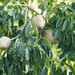 Caoba