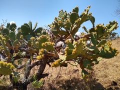 Opuntia velutina