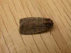 Proteuxoa nyctereutica