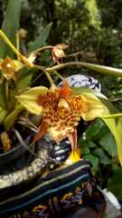 Rhynchostele maculata