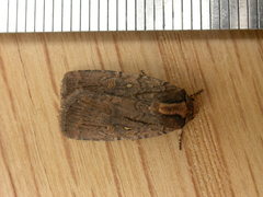 Proteuxoa nyctereutica