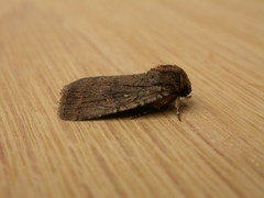 Proteuxoa nyctereutica