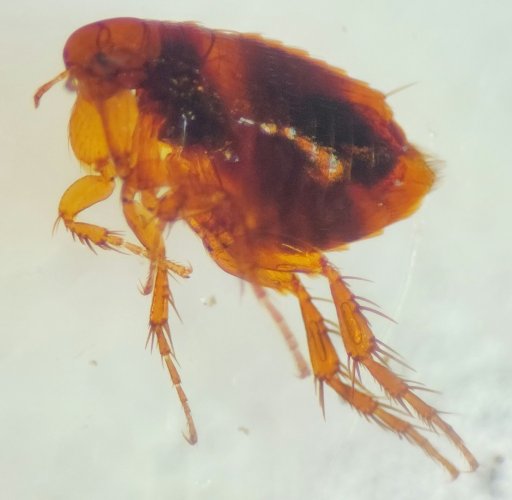 Hen Flea