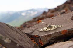 Parnassius patricius
