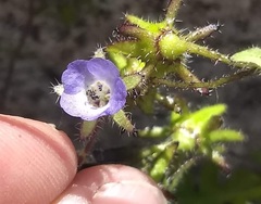 Pholistoma auritum arizonicum