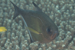 Pempheris vanicolensis