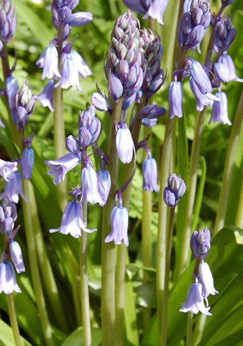 Hybrid bluebell