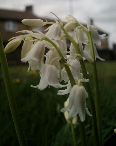 Hybrid bluebell