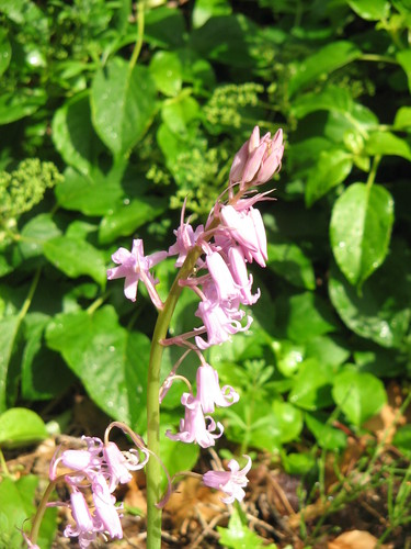 Hybrid bluebell
