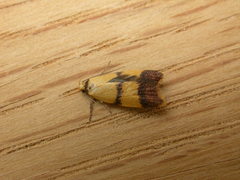 Heteroteucha translatella