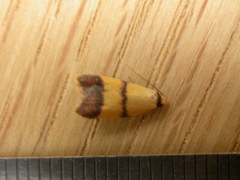 Heteroteucha translatella
