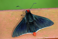 Pyrrhopyge