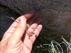 Pholistoma auritum arizonicum