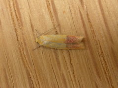 Heteroteucha parvula