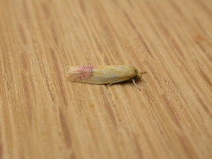 Heteroteucha parvula