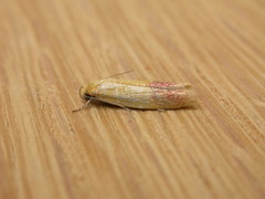 Heteroteucha parvula