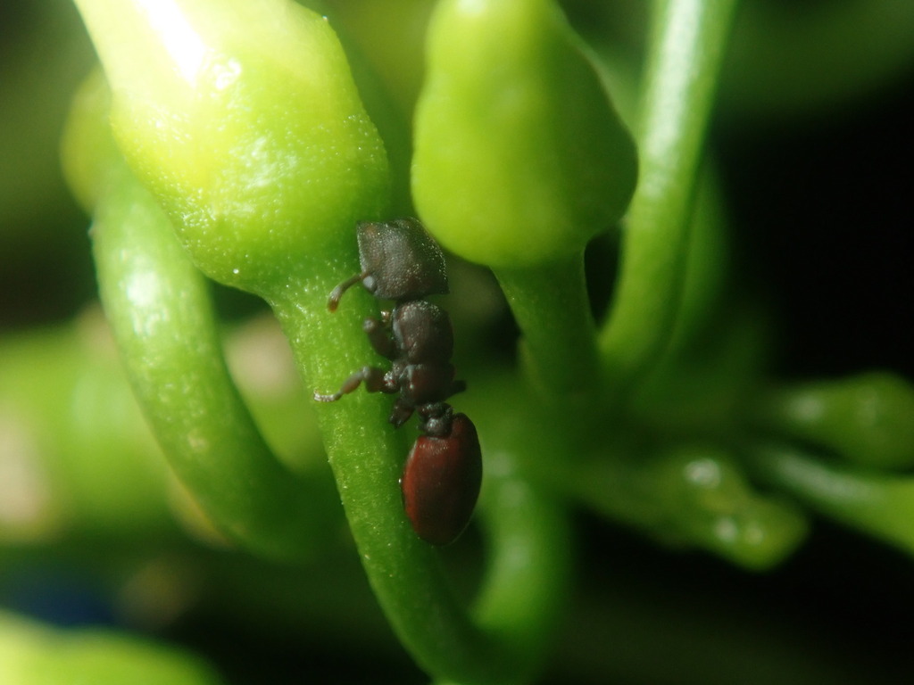 Cephalotes jamaicensis