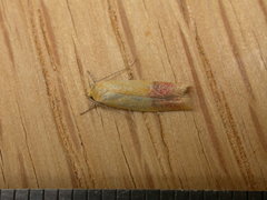 Heteroteucha parvula