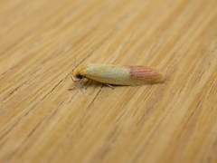 Heteroteucha parvula