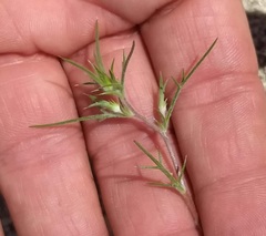 Eriastrum eremicum eremicum
