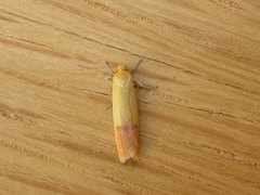 Heteroteucha parvula