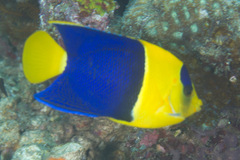 Centropyge bicolor