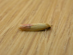 Heteroteucha parvula