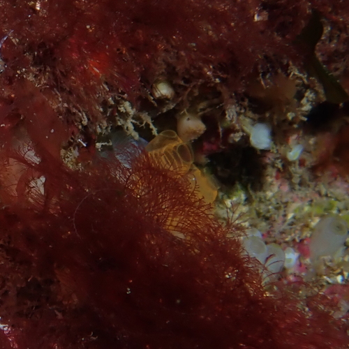 Pycnoclavella nana