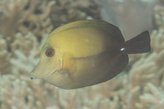 Zebrasoma scopas