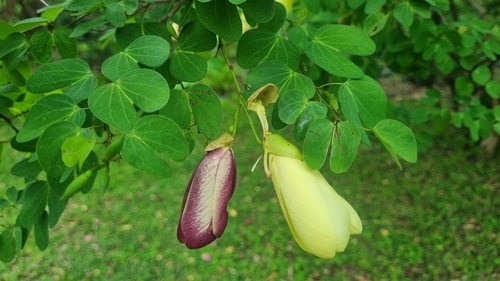 Bauhinia tomentosa