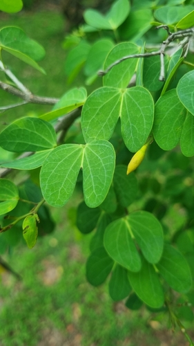Bauhinia tomentosa